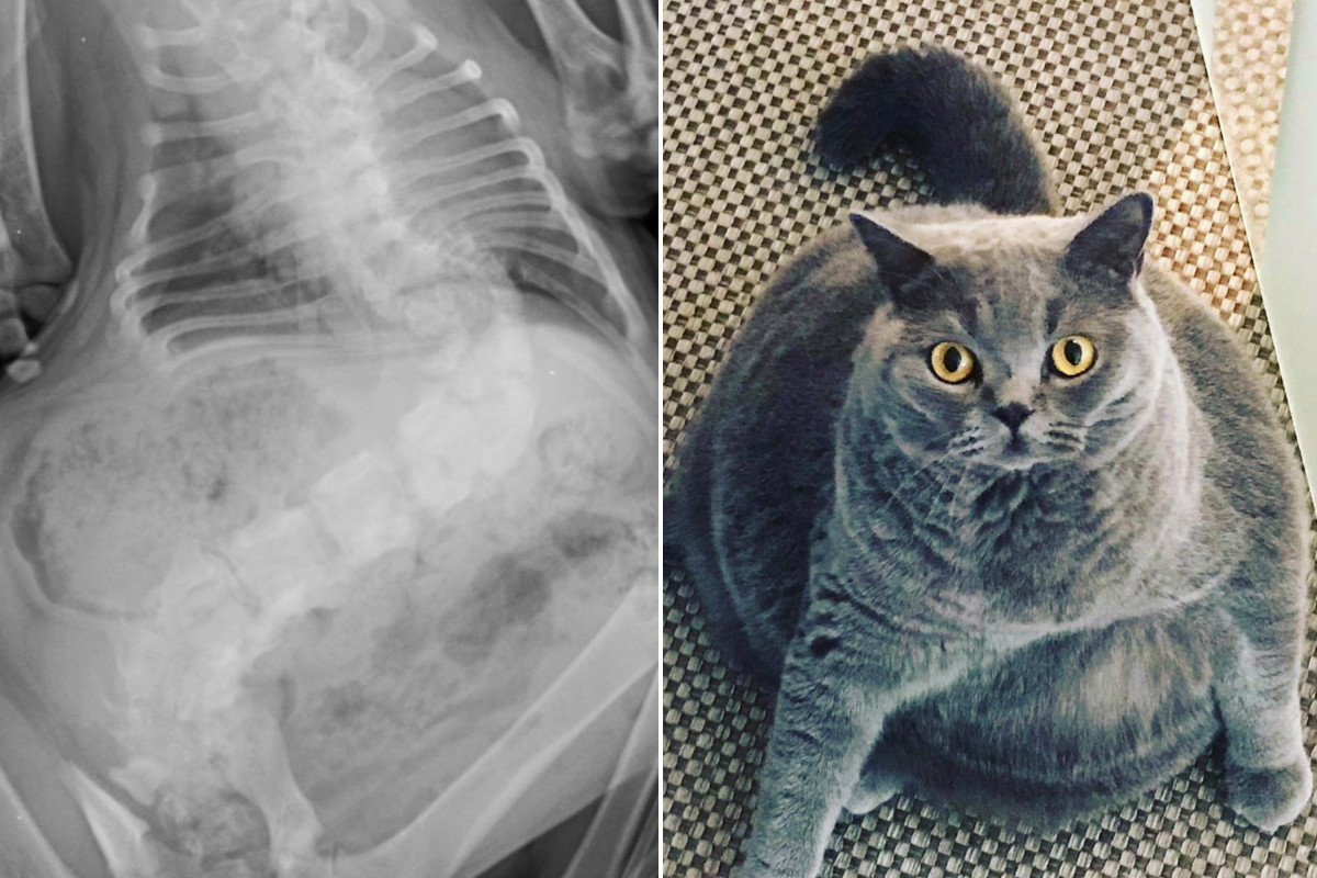 El gato Chonky estaba a punto de ser sacrificado, hasta que el veterinario la rescató