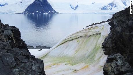 La nieve se está volviendo verde en la Antártida, y el cambio climático lo empeorará