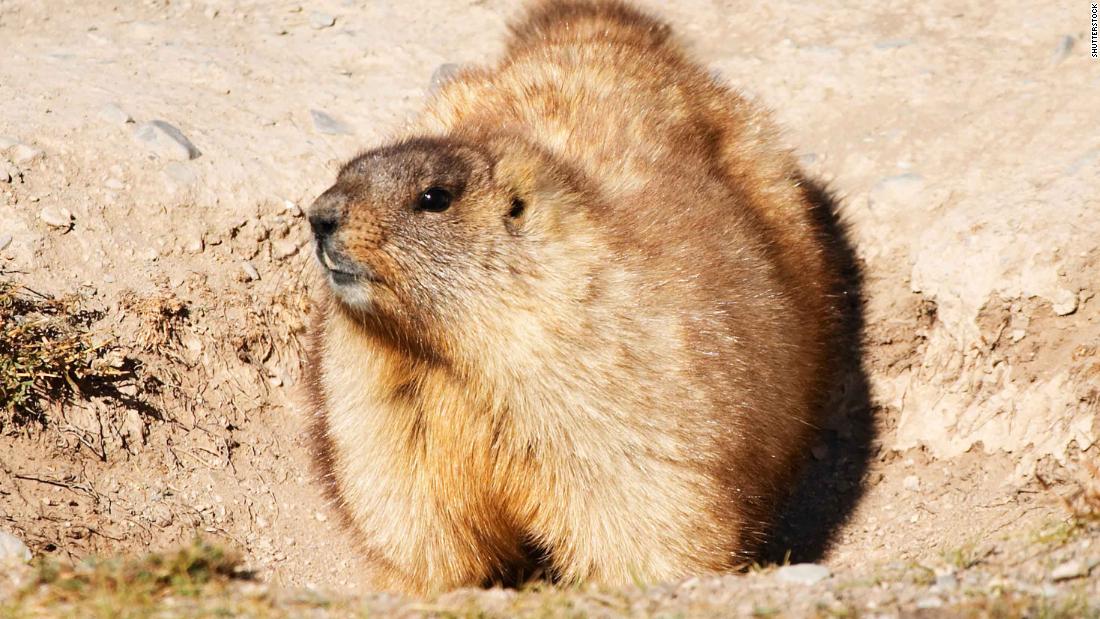 Mongolian marmots can transmit the plague to humans.
